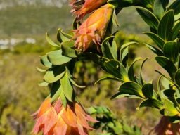 Liparia splendens unequal droop